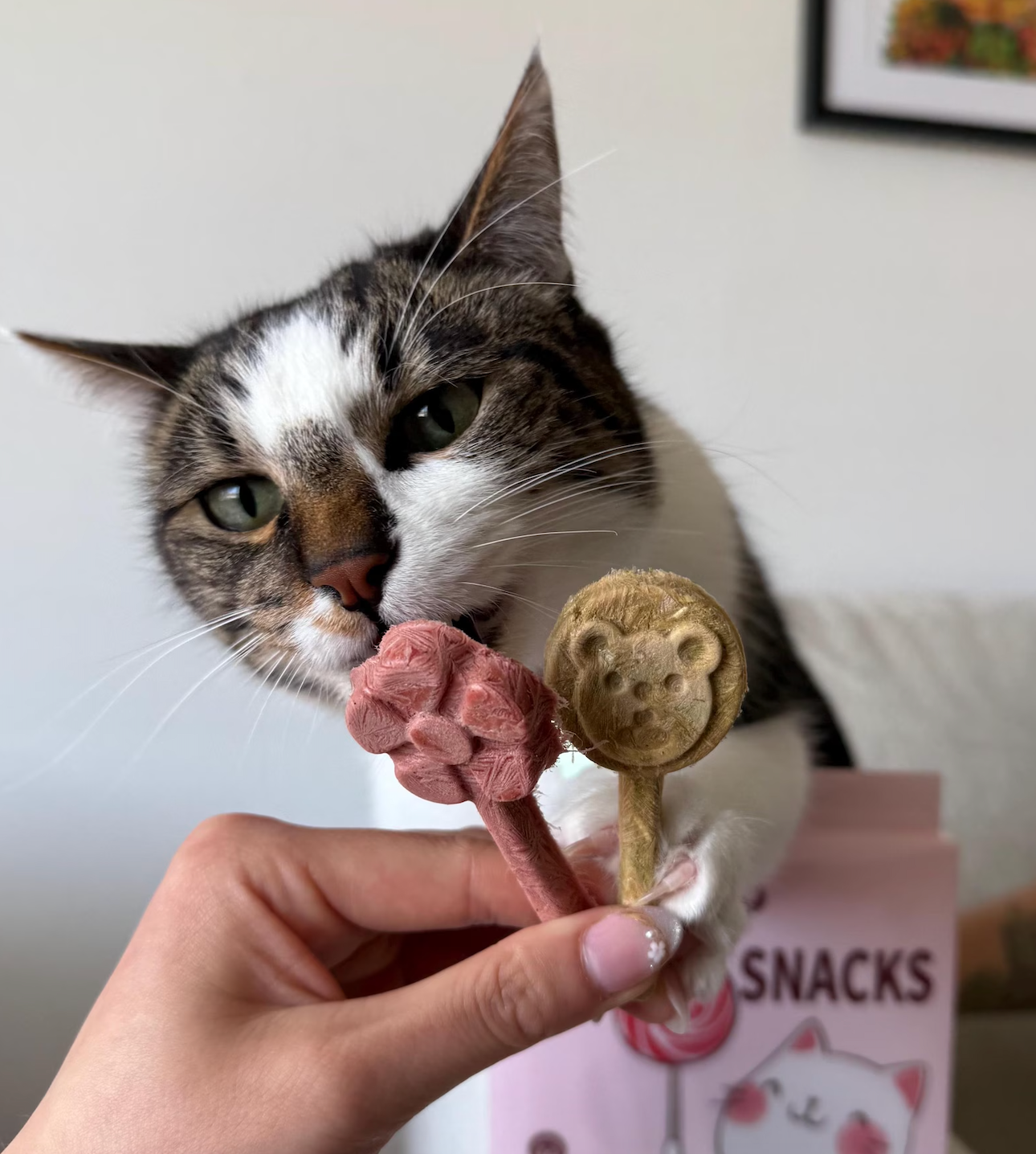 Freeze Dried Lollipops Pet Treats for Cats & Dogs