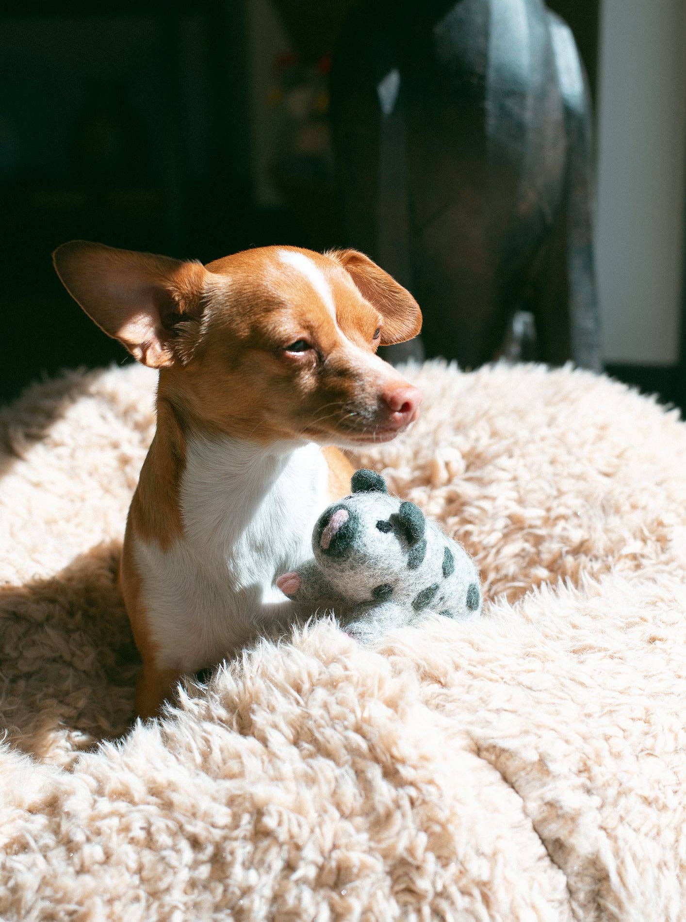 OCHO THE PIG Wool Dog & Cat Toy