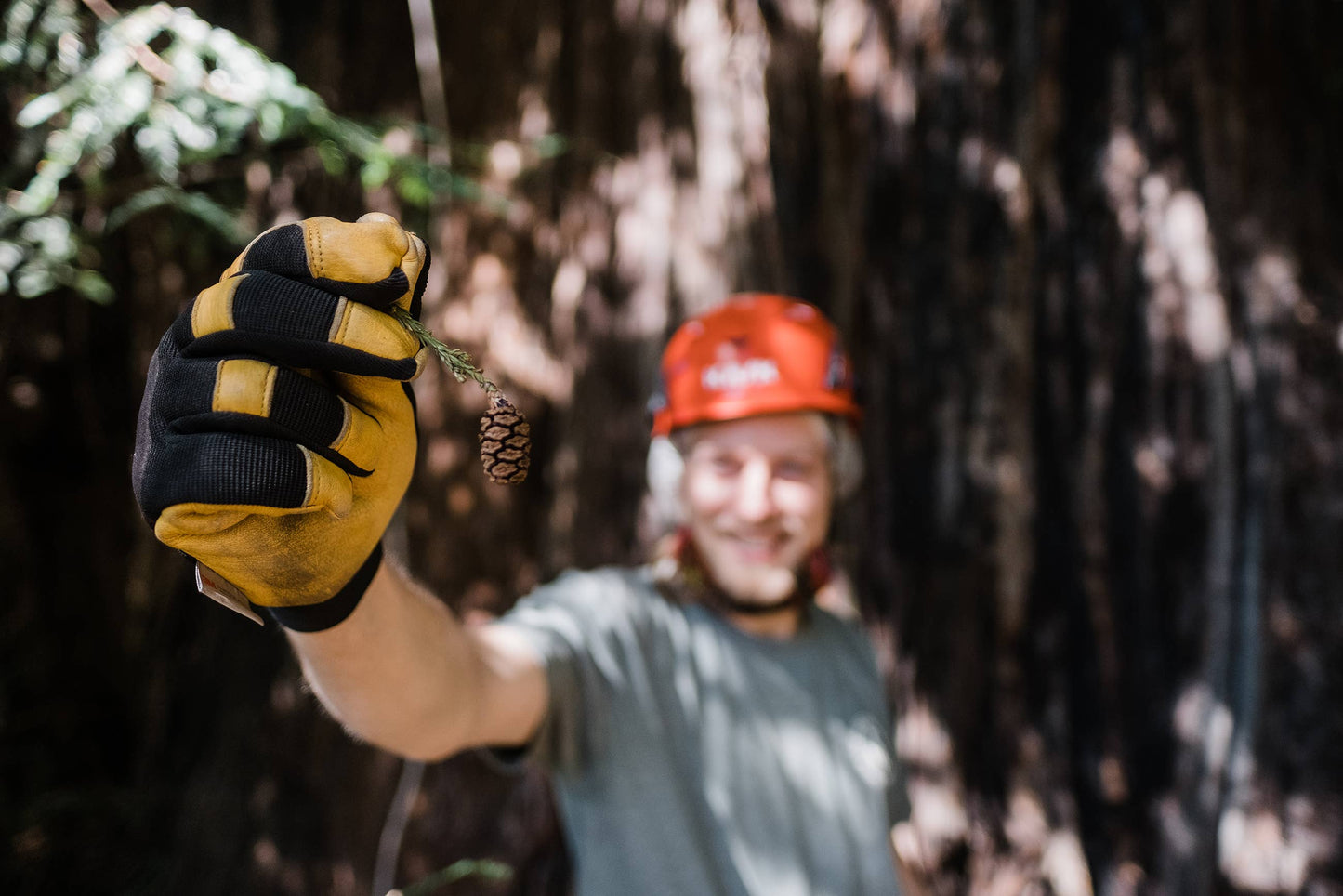 Coast Redwood | Seed Grow Kit