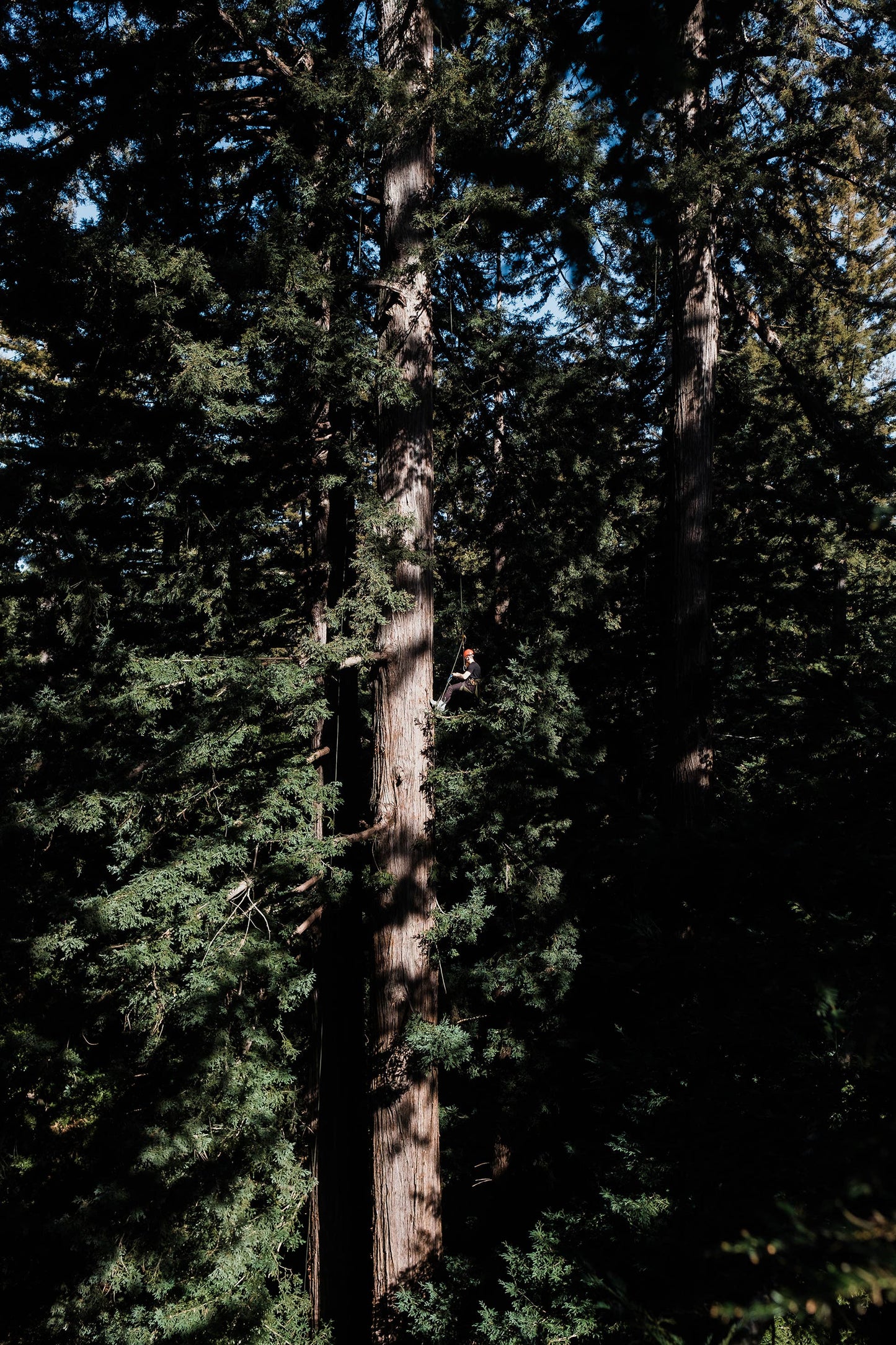 Coast Redwood | Seed Grow Kit