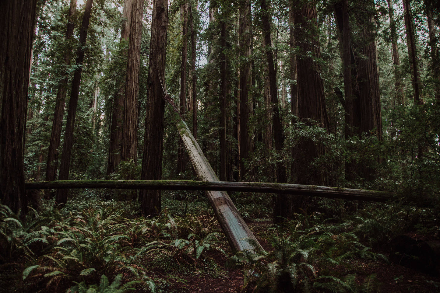 Coast Redwood | Seed Grow Kit