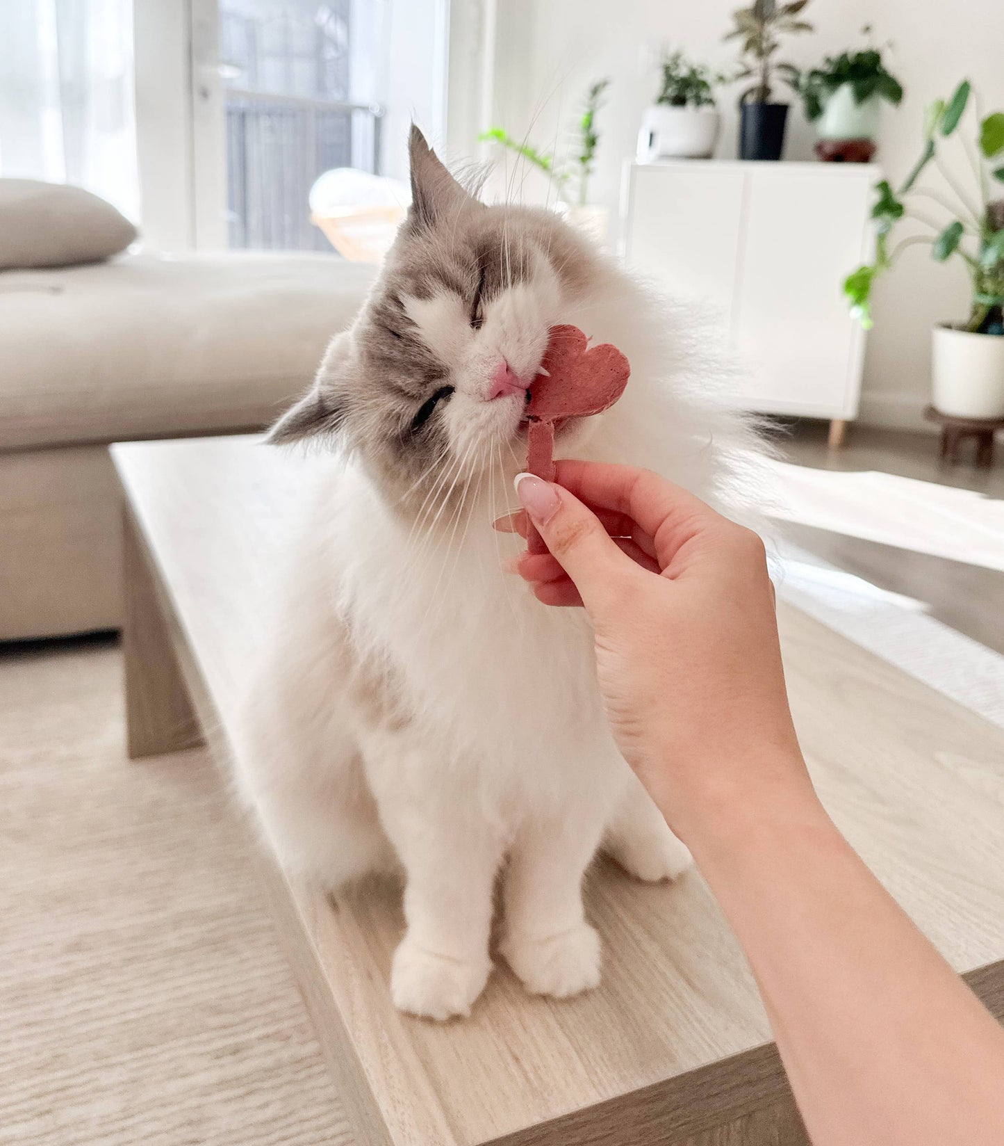 Freeze Dried Lollipops Pet Treats for Cats & Dogs